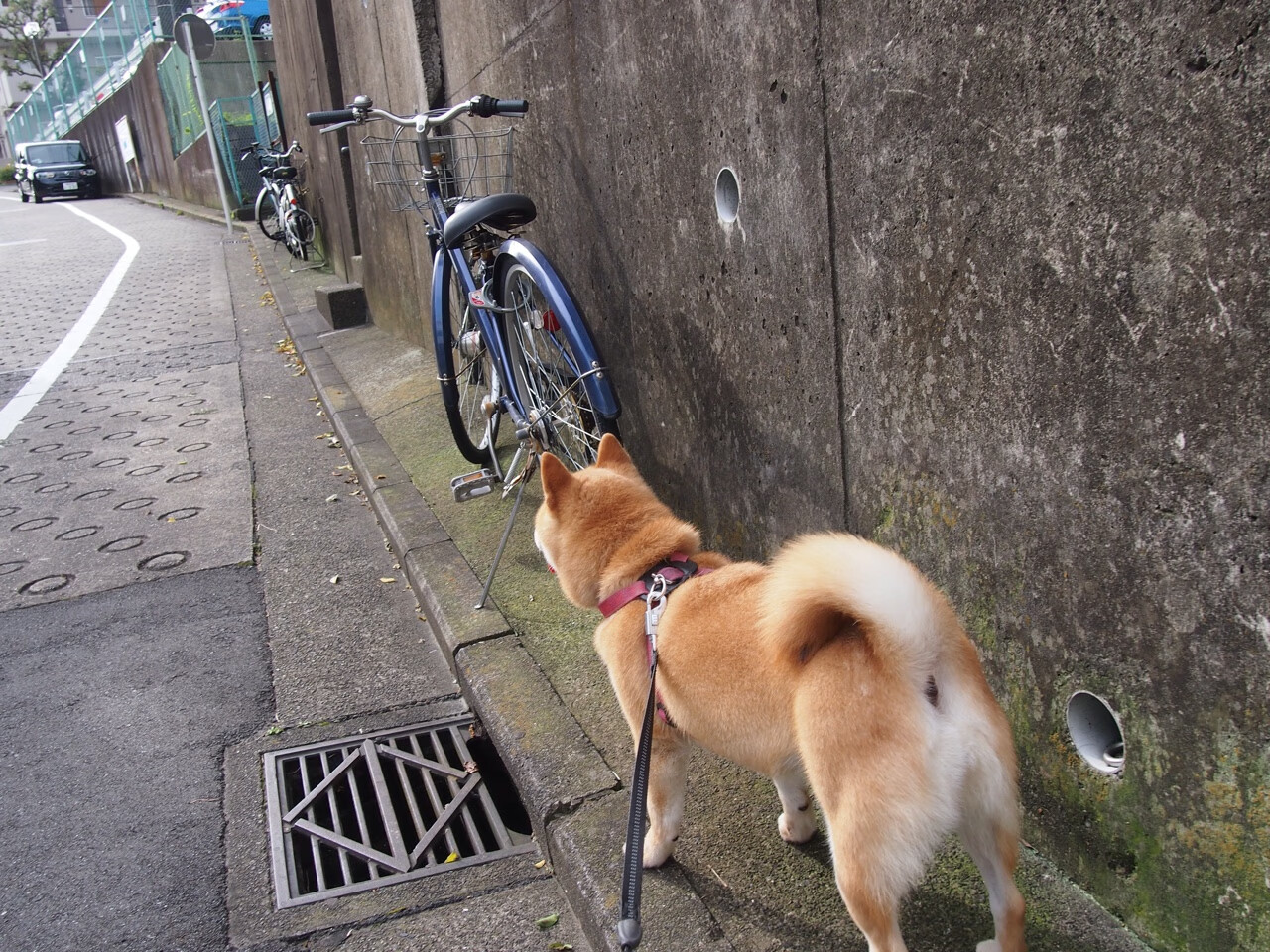 76人在恩比德带领下，场场“30+”表现无出其右，稳步迈向季后赛！