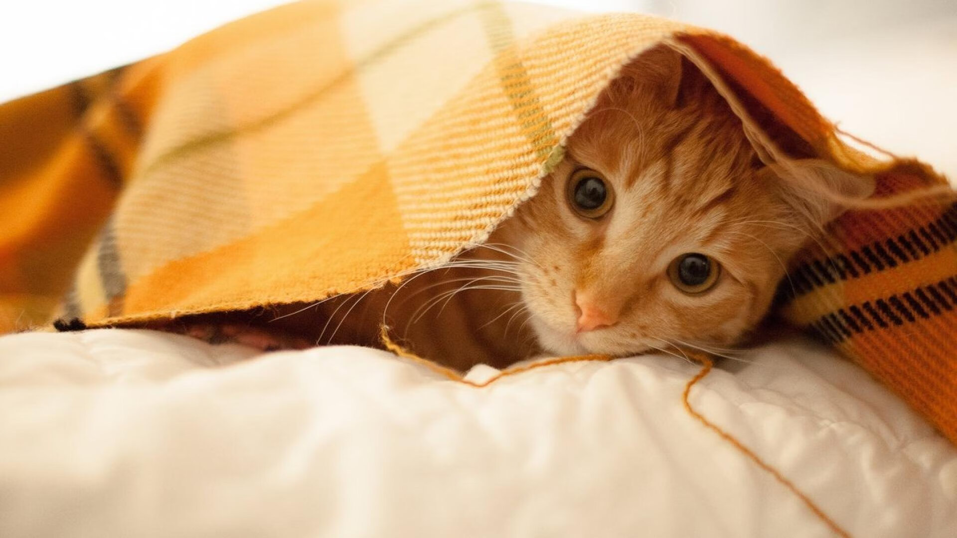 CS2 Vitality连胜不止 成为夺冠热门，csgo20连胜