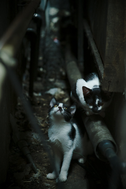 《Hope:年轻天才的崛起,期待更多精彩表现》,年轻的天才们