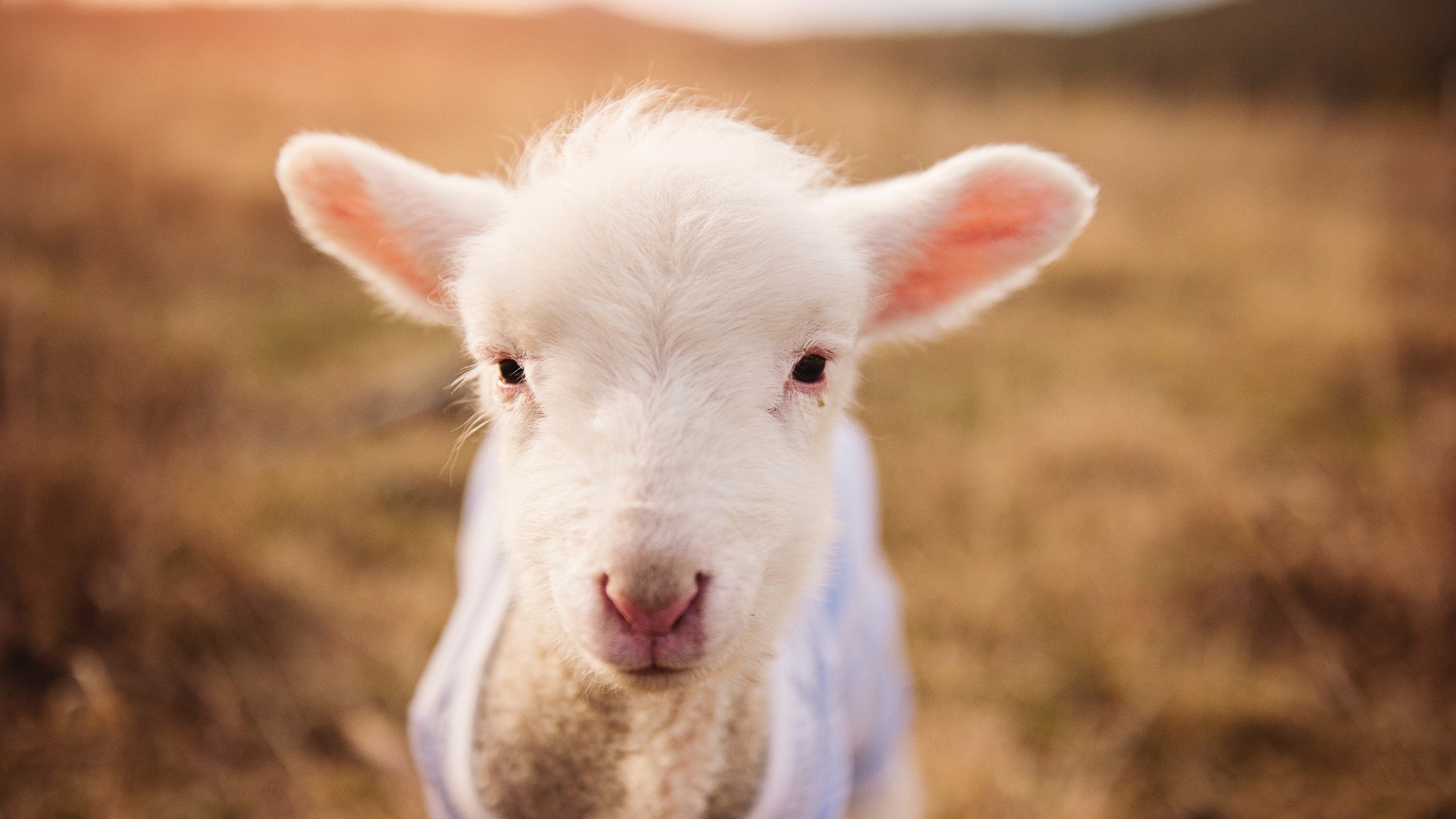 _业余足球联赛火热开赛,草根精神再现_,业余足球联赛比赛章程