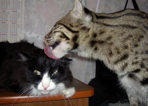 爱游戏下载-“荣耀瞬间：冠军车手的传奇收藏”，荣耀冠军3dm