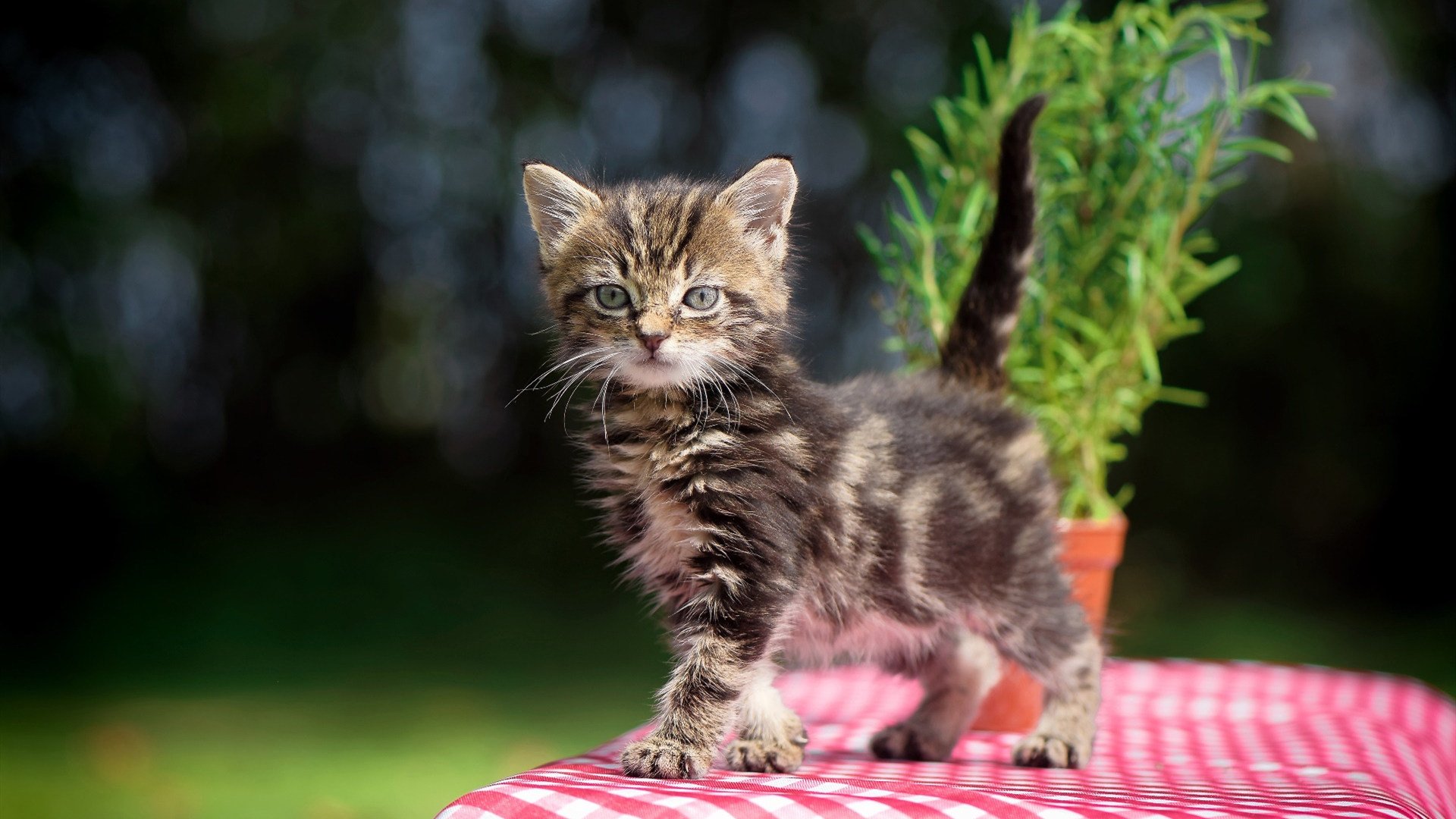 台球赛事中的传奇人物故事,台球名人传记