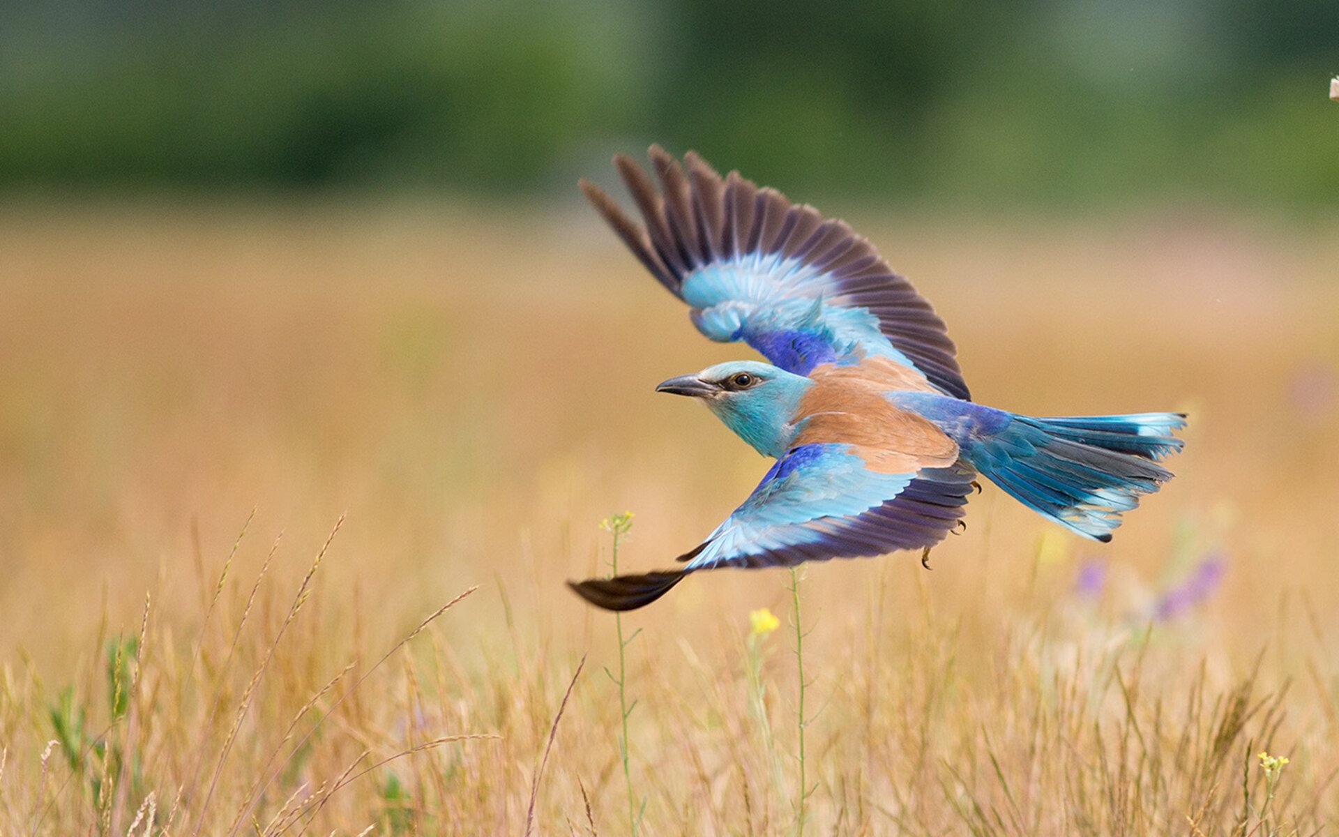 史上最“燃”绝杀瞬间：每个瞬间都让人心跳加速，最经典的绝杀