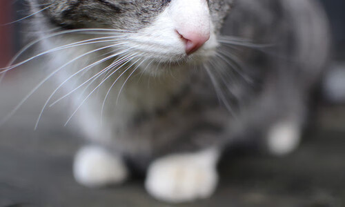 爱游戏平台-中国足球产业融合创新发展联盟成立，推动多行业协作，中国足球产业的现状分析