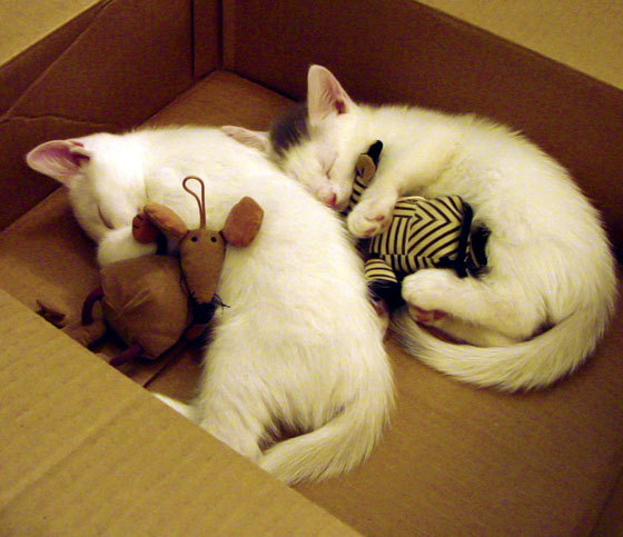 爱游戏下载-传统民族体操演绎，展现文化的体育魅力，传统民族体育项目电子小报