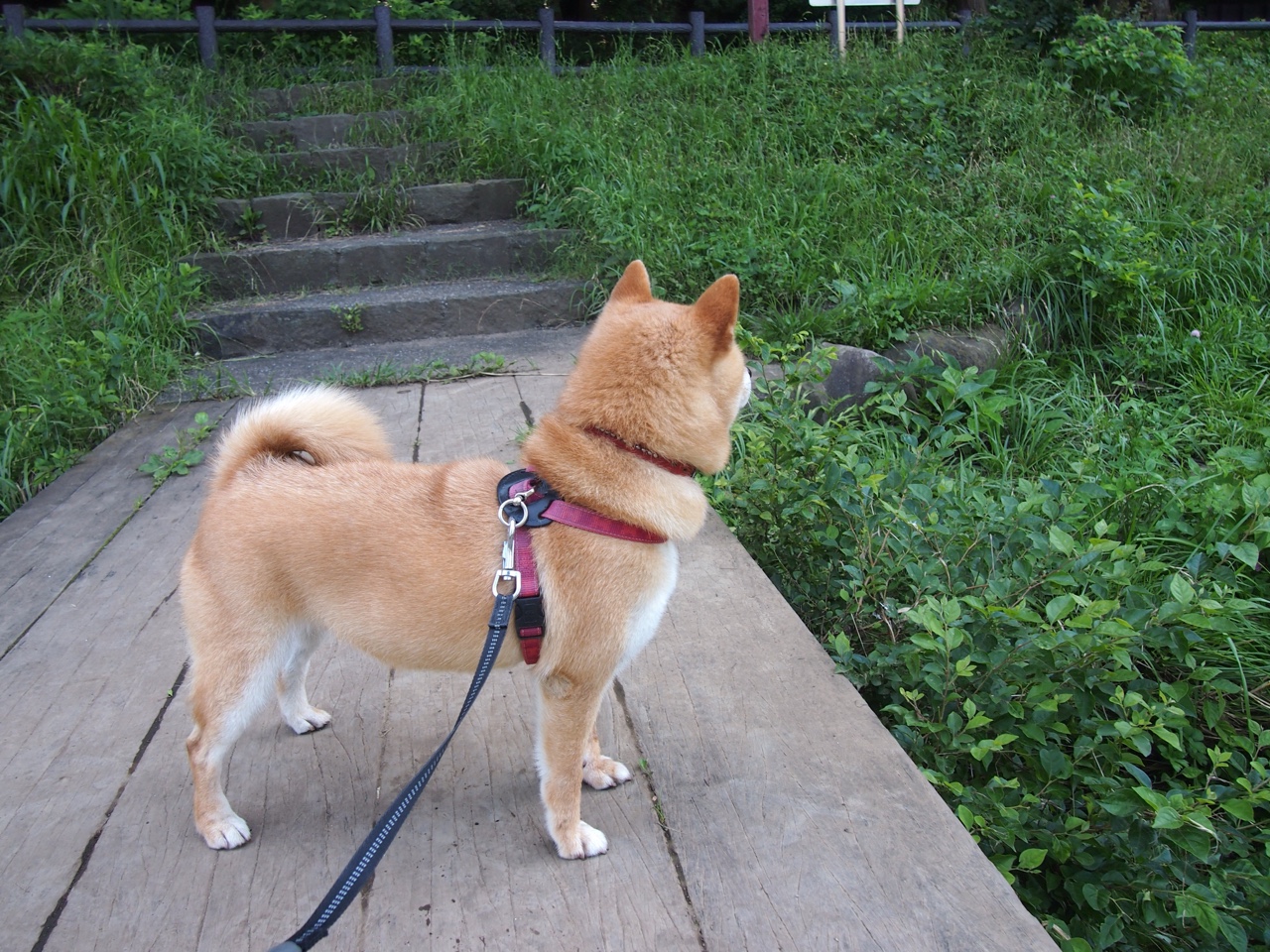 爱游戏综合娱乐-影响深远：明星公益行动引领社会正能量，明星公益活动策划方案怎么写