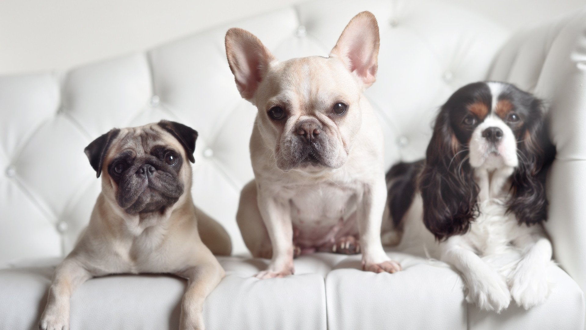 室内攀岩锦标赛，挑战极限攀登的精彩瞬间，室内攀岩视频比赛视频