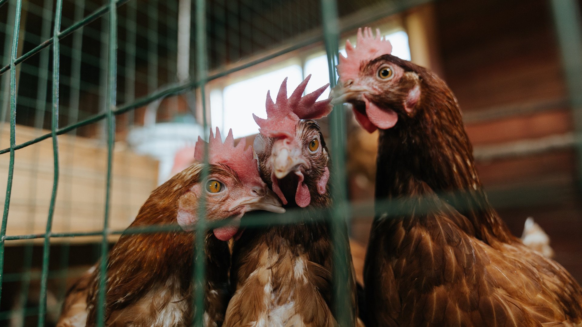 日本铁血防线,固若金汤!