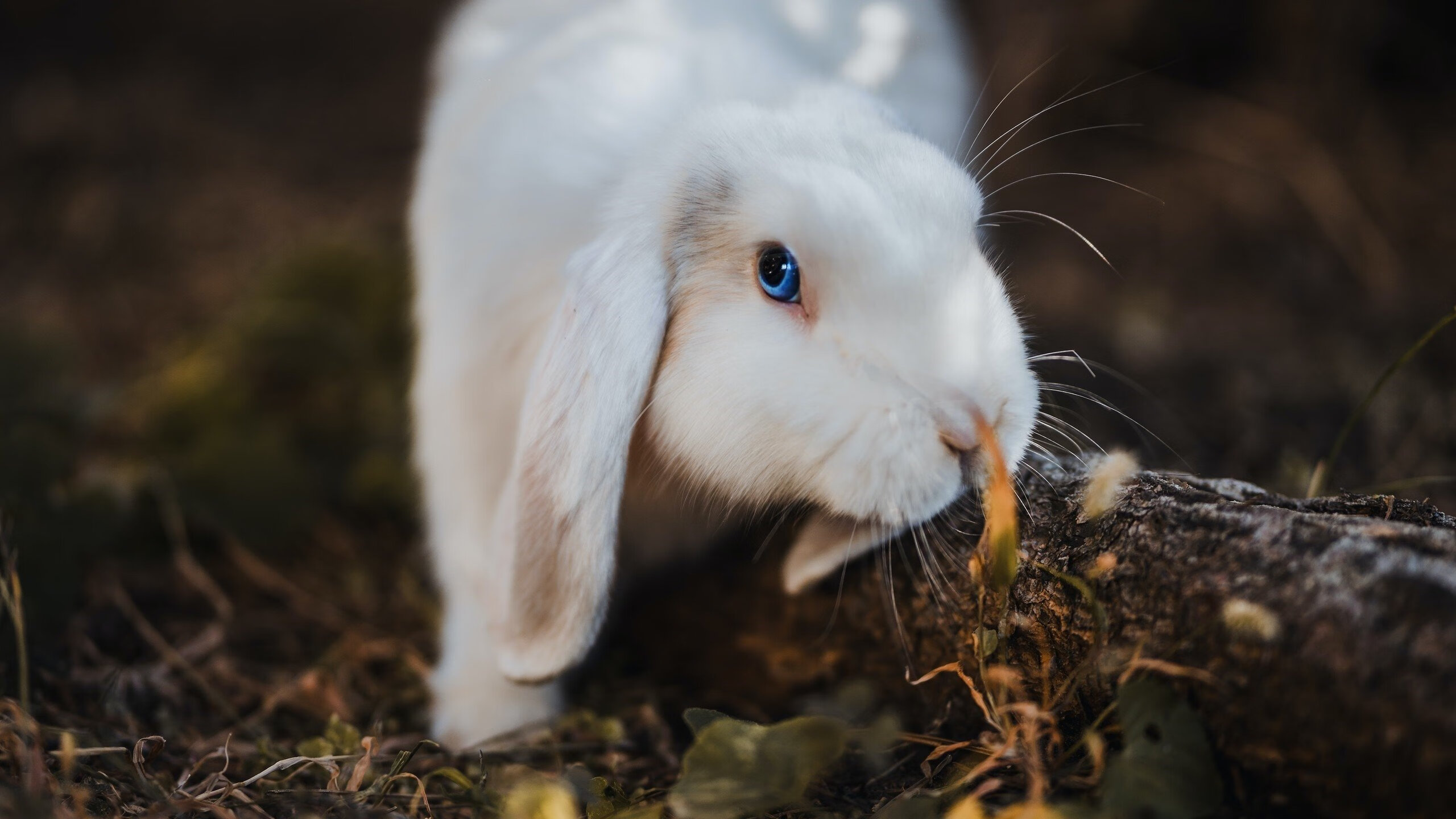 福建队新主场启用,球迷欢聚一堂迎盛事,福建篮球队主场
