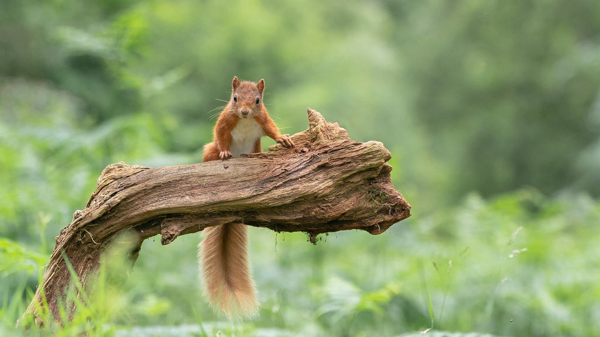 竞技攀岩:挑战攀登新时代,攀岩竞标赛