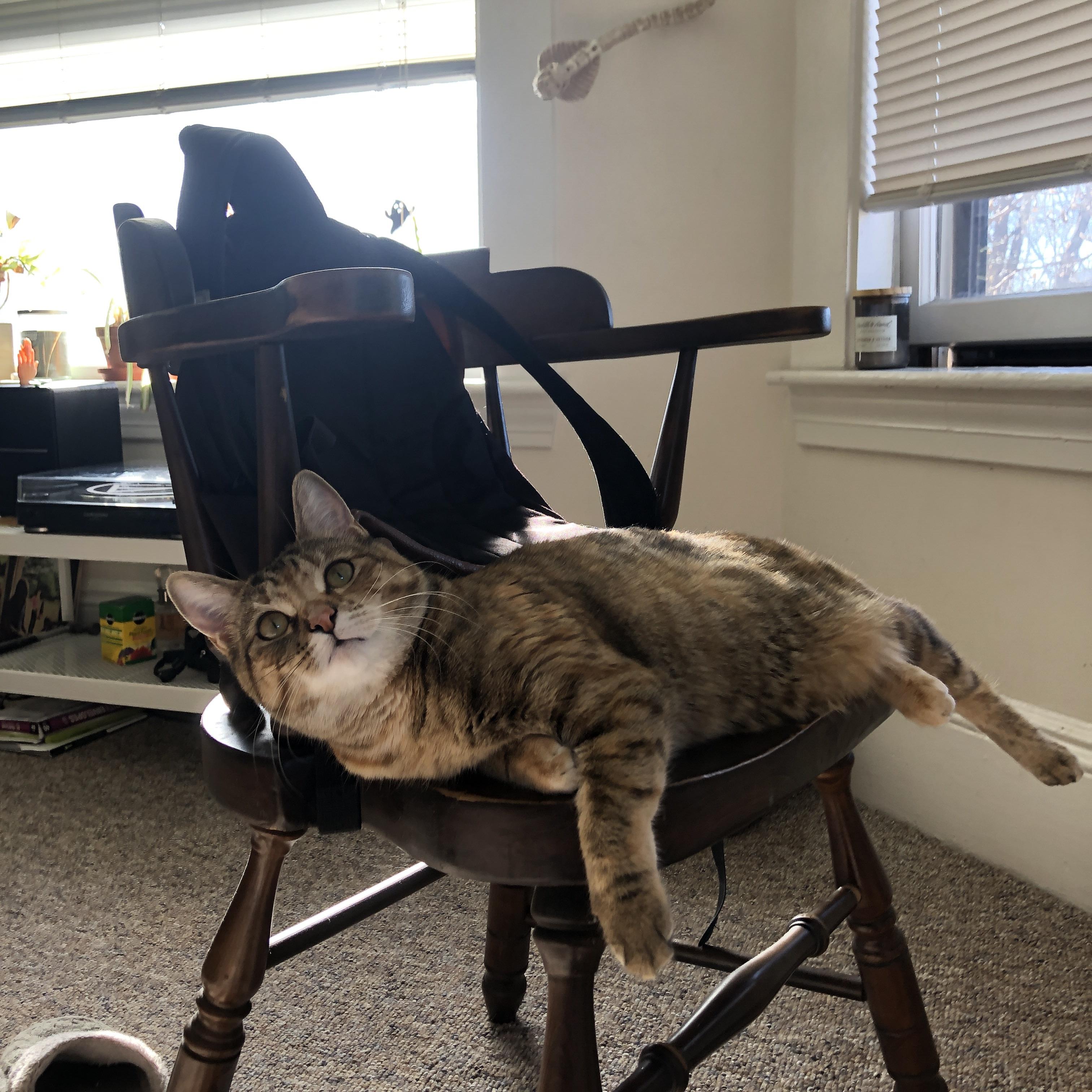 Aster战术打法多样化，aster战绩