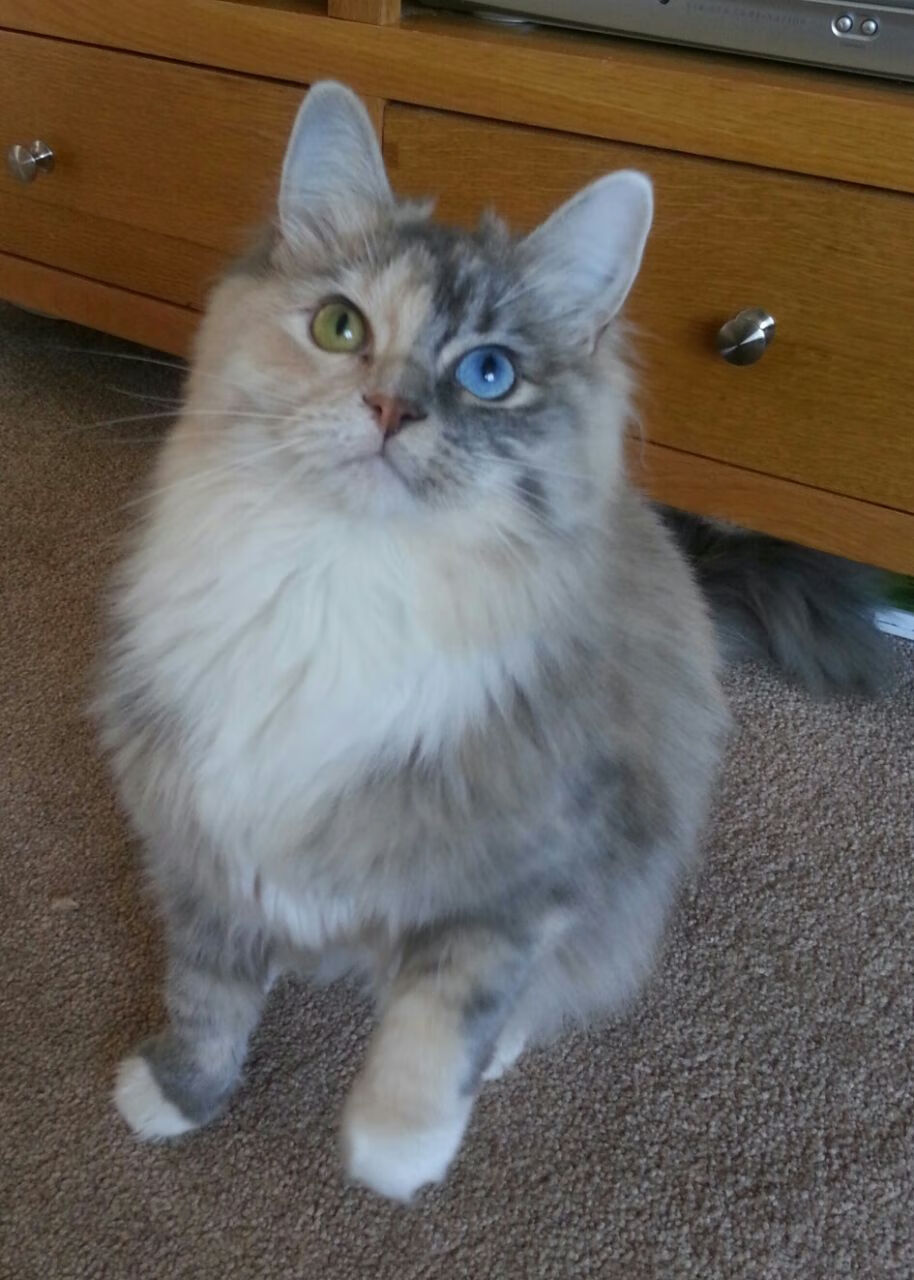 一支实力强劲的球队在比赛中轻松获胜，面对这么多的困难,球队怎么能赢得比赛呢_