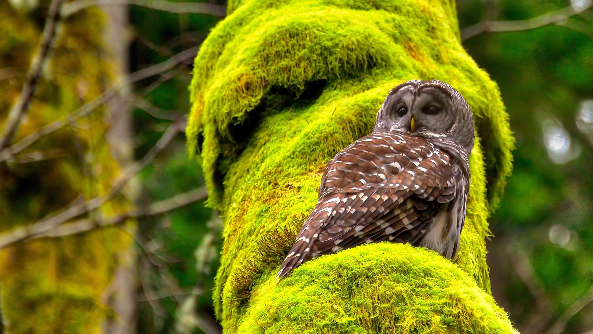 费城76人恩比德再次“30+”，成季后赛焦点！，费城76人主力