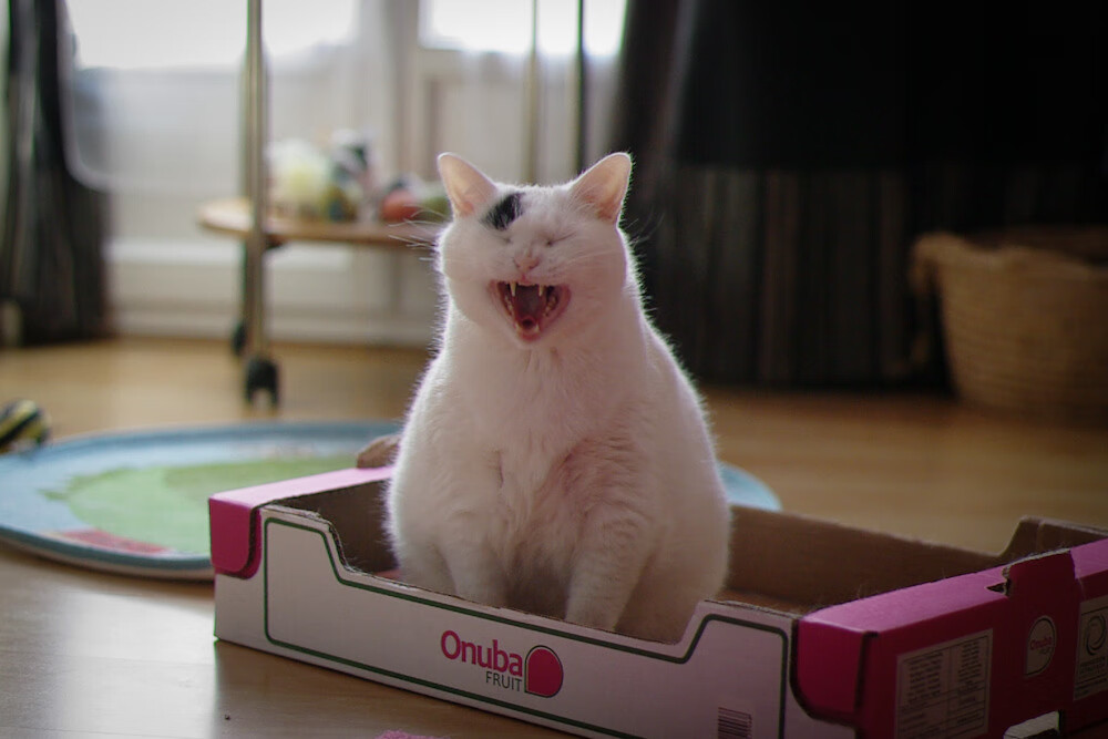 青少年足球“导师制”创新试点,提升培训品质,青少年足球教练