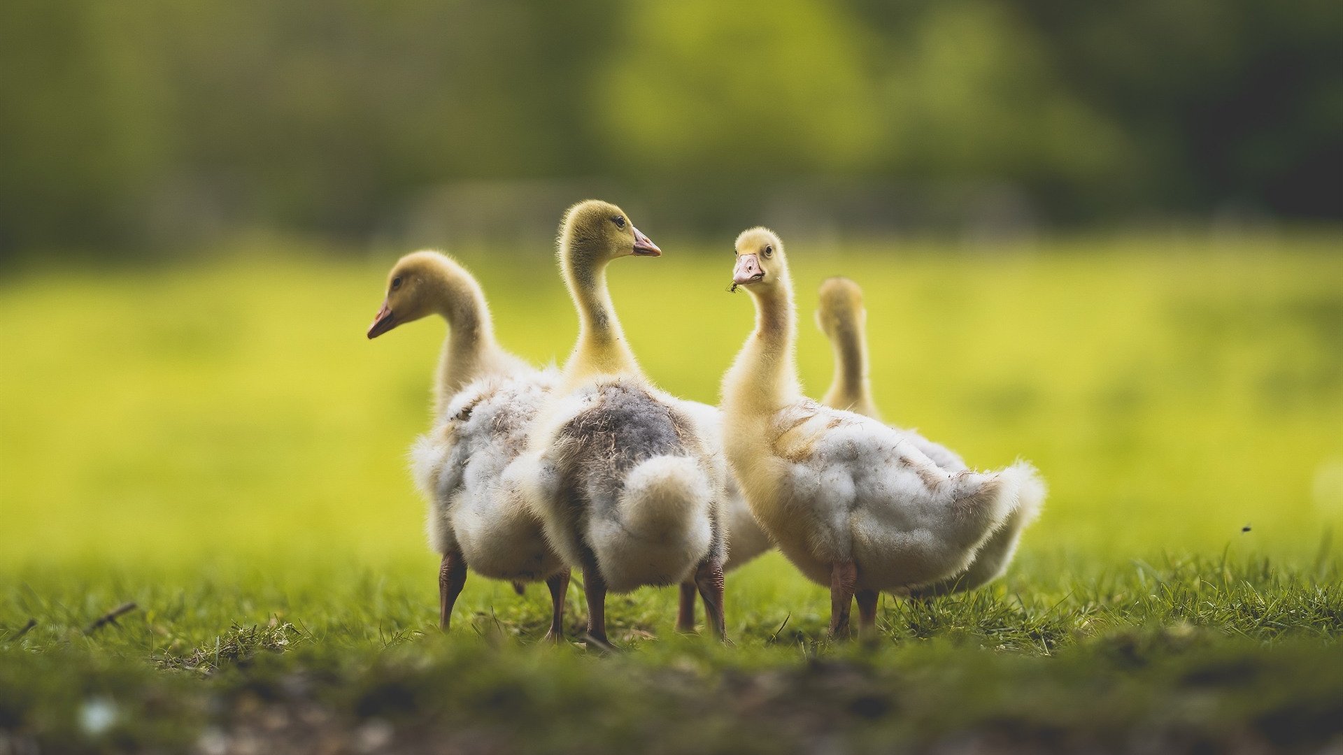 AYX GAMING-墨尔本联年轻力量不断涌现，墨尔本球星