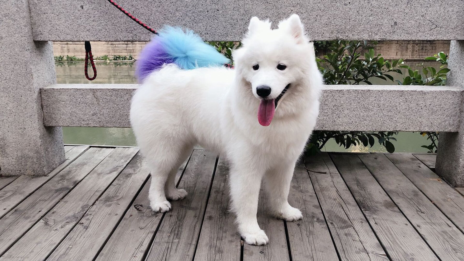 外援助力球队逐渐适应,表现逐渐走高,球队外援什么意思