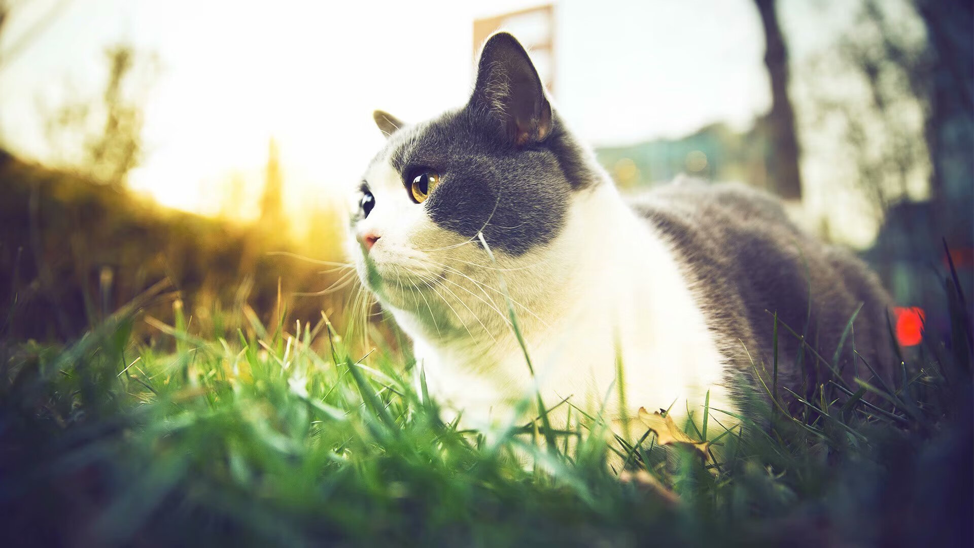 太阳队球队外线防守体系加强,太阳 球队