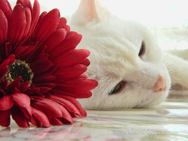 青训产业链不断完善,推动中国足球由“量”向“质”转变,2020中国足球青训进步