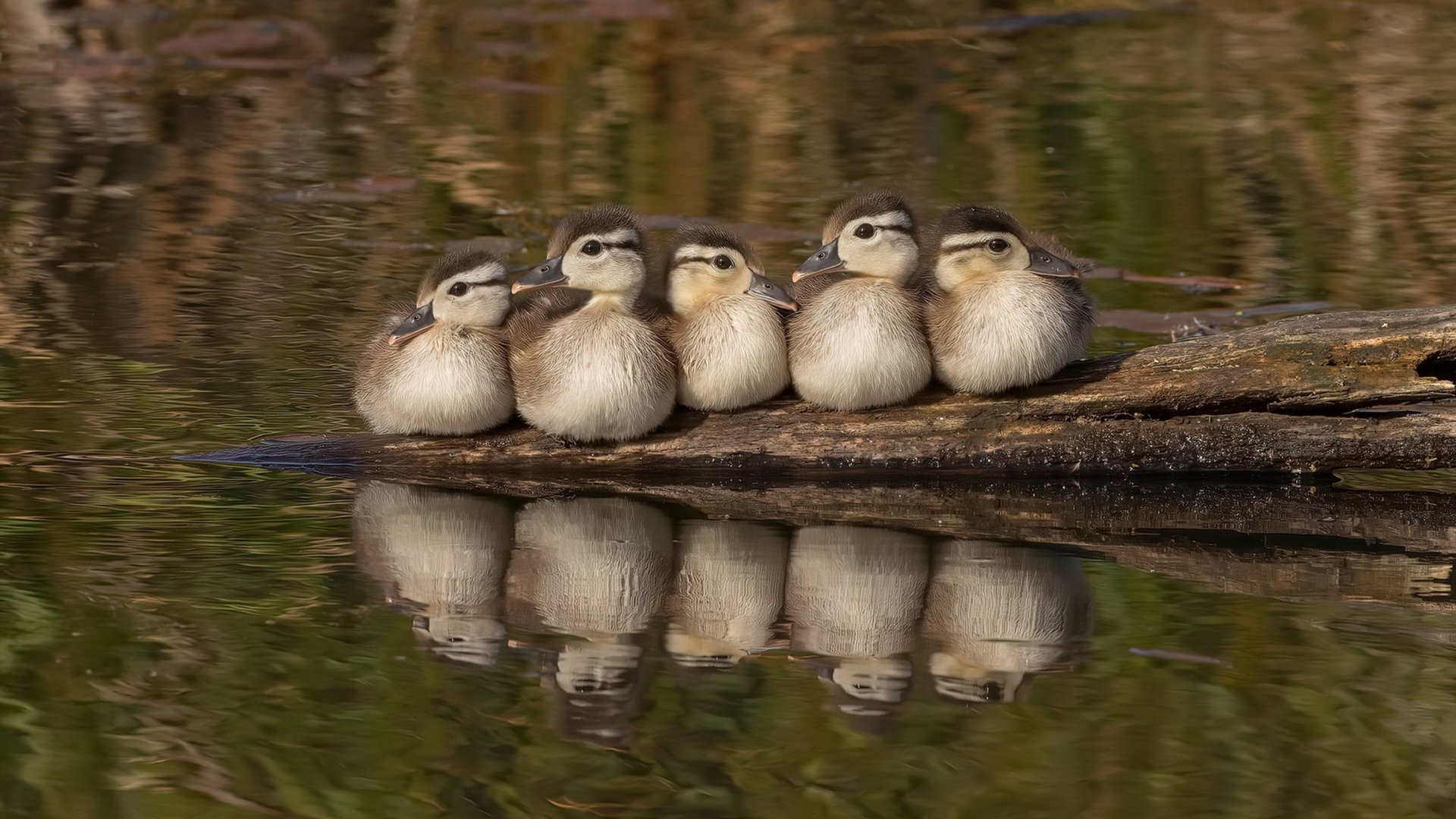 巴西女足队迎战强敌,备战全国锦标赛,巴西女足被淘汰