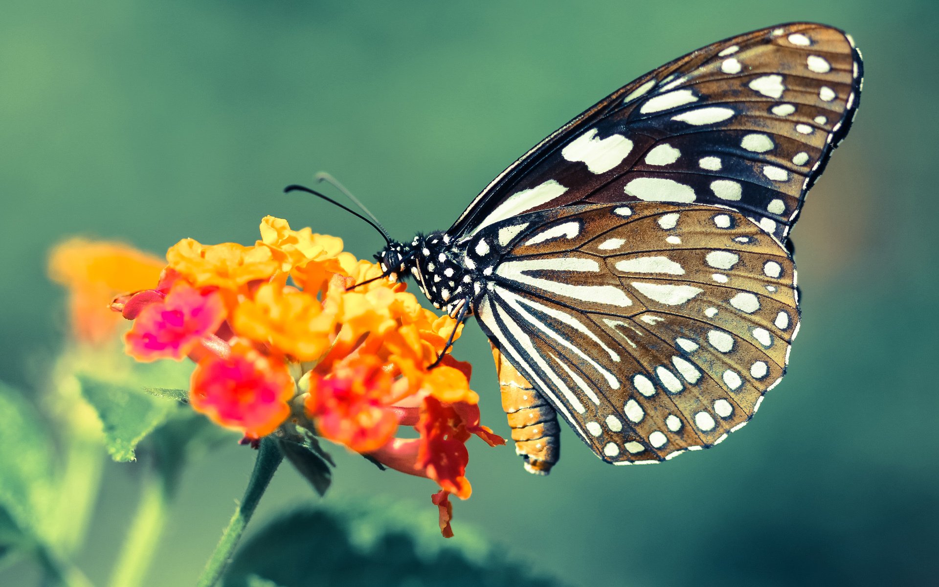 上海海港锋线火力强劲，上海 海港