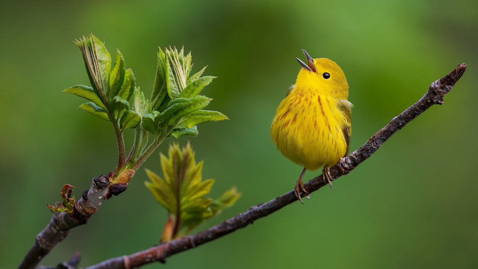 球员才华盛开:全球顶尖篮球锋线之争,篮球比赛锋线是什么意思