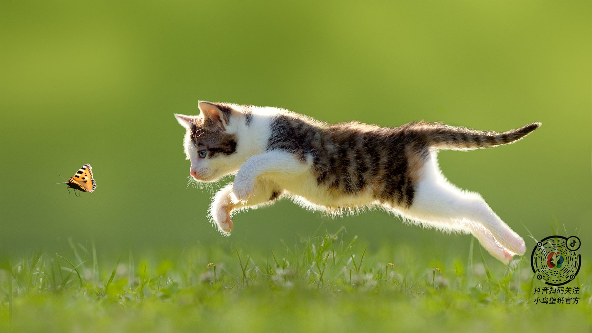 -球场明星惊艳登场，展现个人魅力，球场明星惊艳登场,展现个人魅力英语