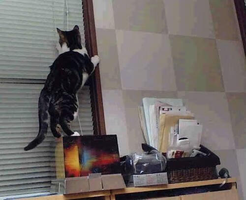 球场明星惊艳登场，展现个人魅力，球场明星惊艳登场,展现个人魅力英语