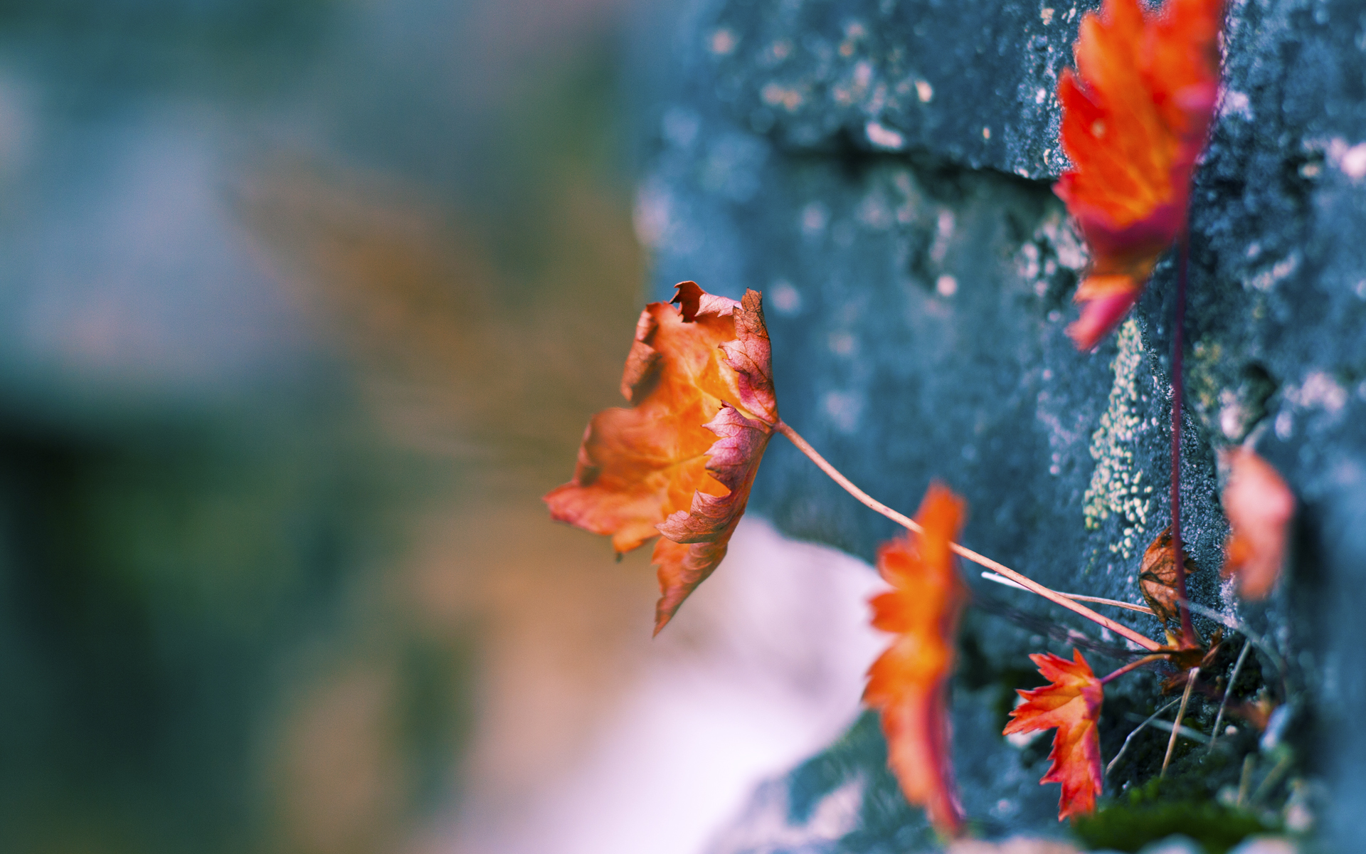 瓜达拉哈拉球员转会动态,市场引援活跃,瓜达拉哈拉对利昂