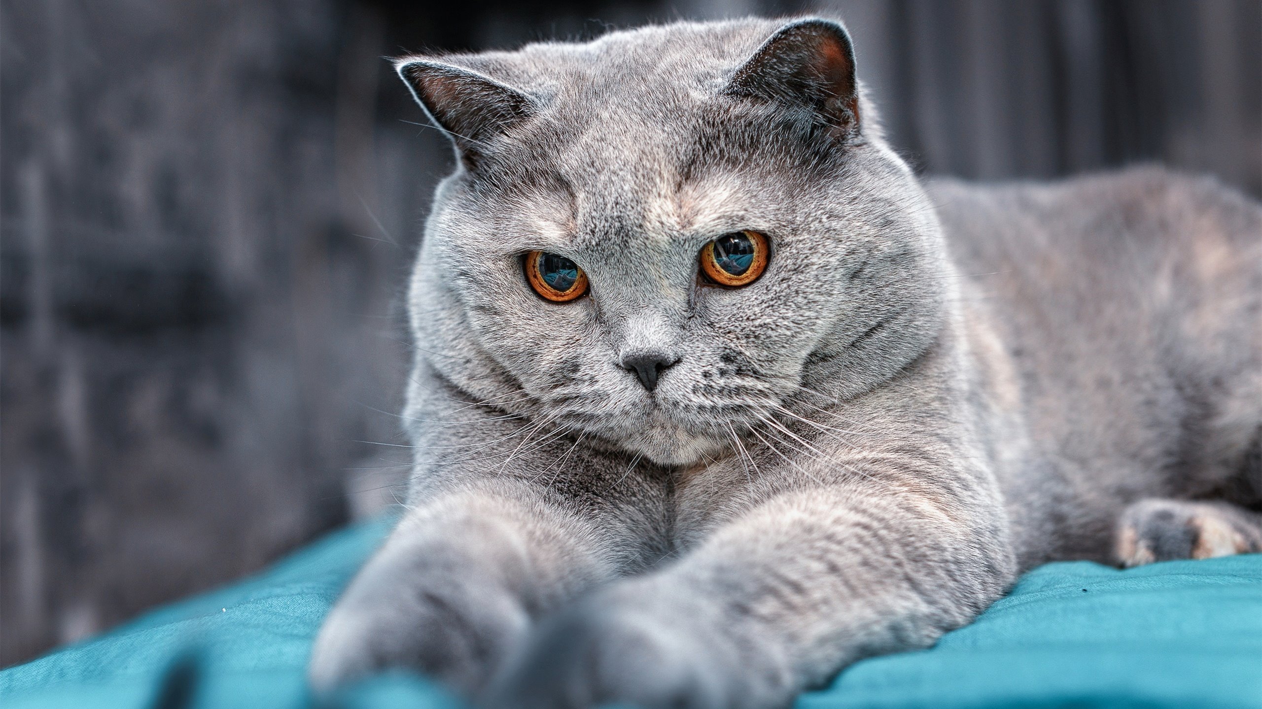 电竞城市引进专业电竞培训机构，电竞培训基地