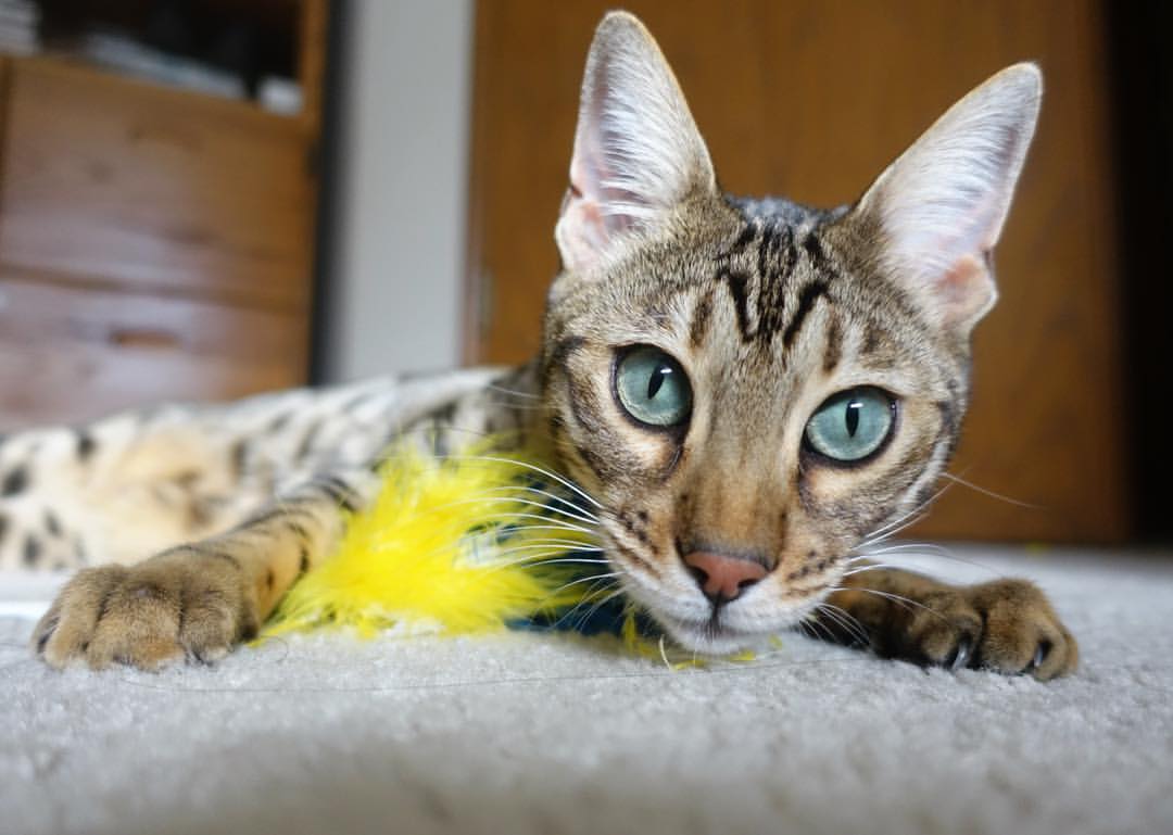 凯尔特人冲击榜首全队稳定输出，凯尔特人队员