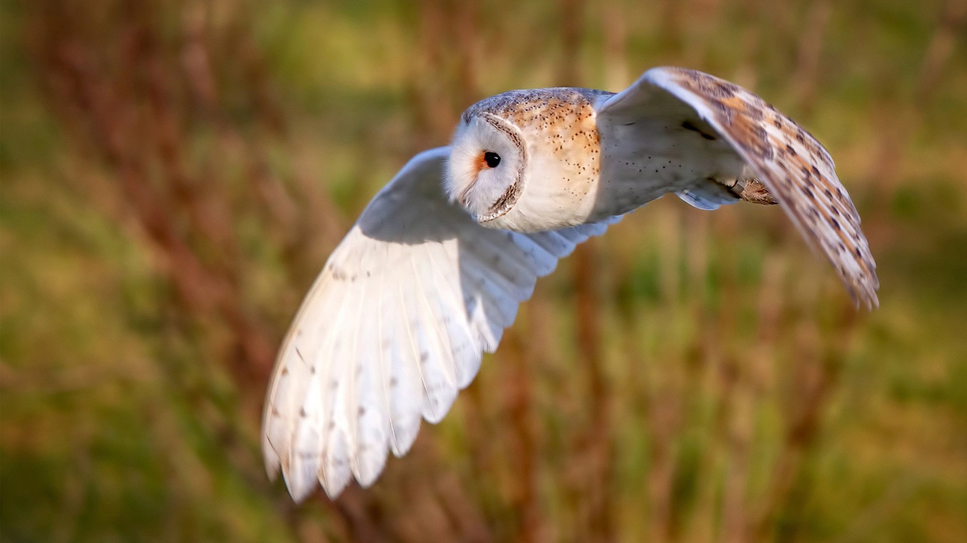 -顶尖球队争夺荣誉，胜者将成为赛场王者，顶级球队