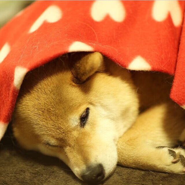 国际滑雪联合会公布新赛季赛程，国际滑雪联合会成立