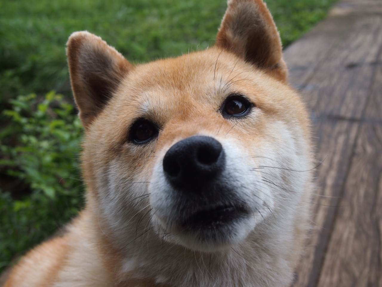 墨西哥马术协会授予卡洛斯·汉克“年度最佳盛装舞步骑手”称号。