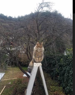 尤文图斯客场战胜对手，队内年轻球员崭露头角，尤文图斯队伍