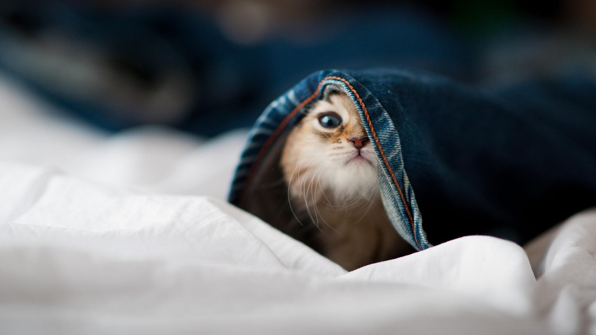 广场舞促进社区凝聚力，社区广场舞活动内容