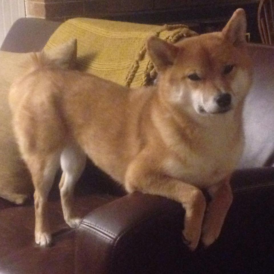 东亚杯中国青年队惨败 球迷期待重振旗鼓，中国队东亚杯冠军