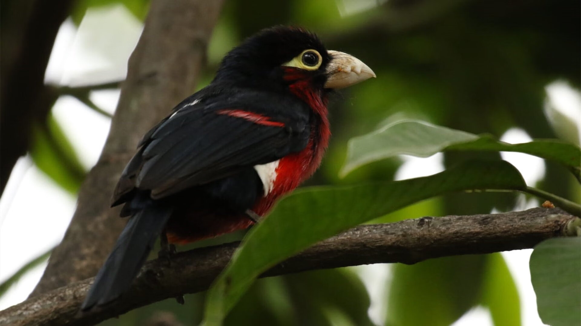 AYX体育-亚特兰大前压策略持续打击对方中场，亚特兰大阵型