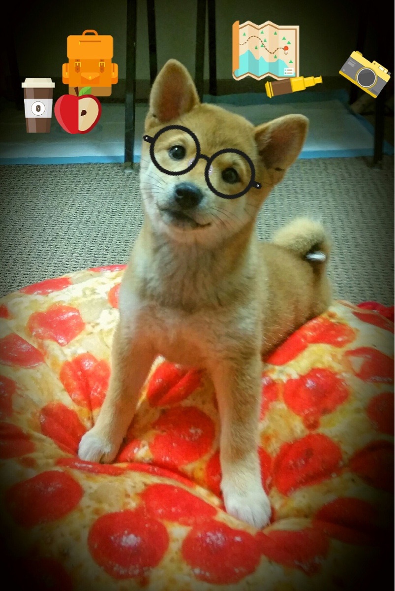 中国篮球教练员职业发展路径研究，篮球教练以后的发展