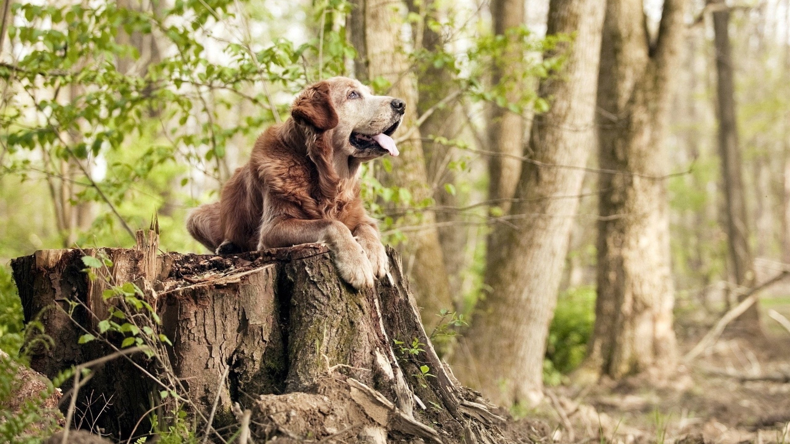 体育赛事观众行为特征分析,体育比赛的观众用英文怎么说