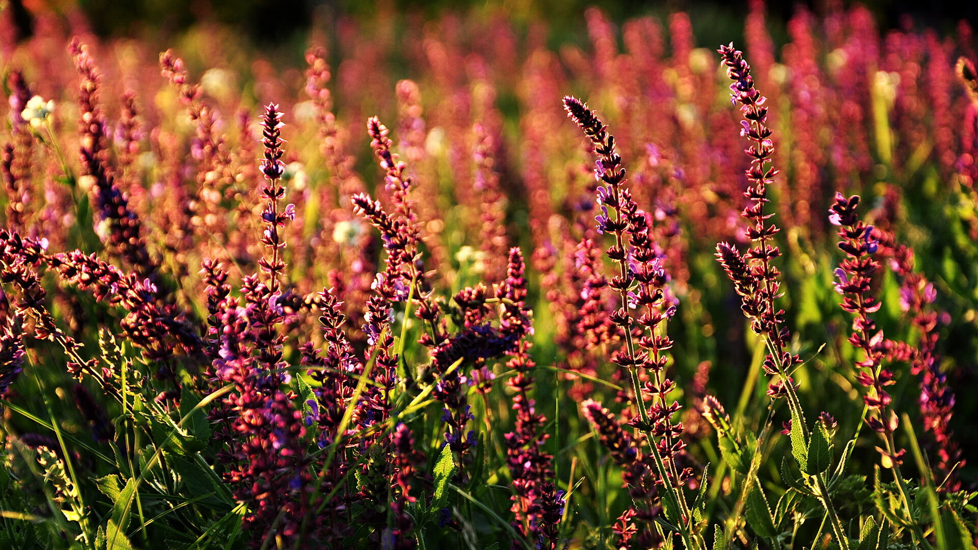 球场外的公益力量：足球推动社会责任的新维度，足球场意义