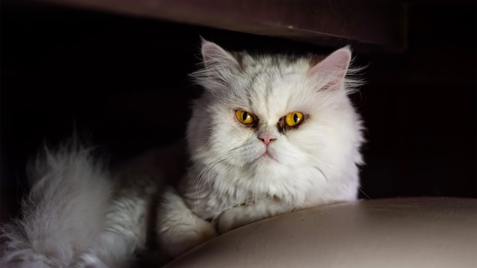 雷霆替补阵容打出强势表现冲击首发位置,雷霆现有阵容