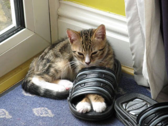 国际乒联混合团体世界杯:澳大利亚队能否迎来更强劲的表现,澳大利亚 乒乓球 lay